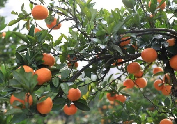 甜蜜開園！中方縣“山下紅”柑橘掛滿枝頭等您采摘