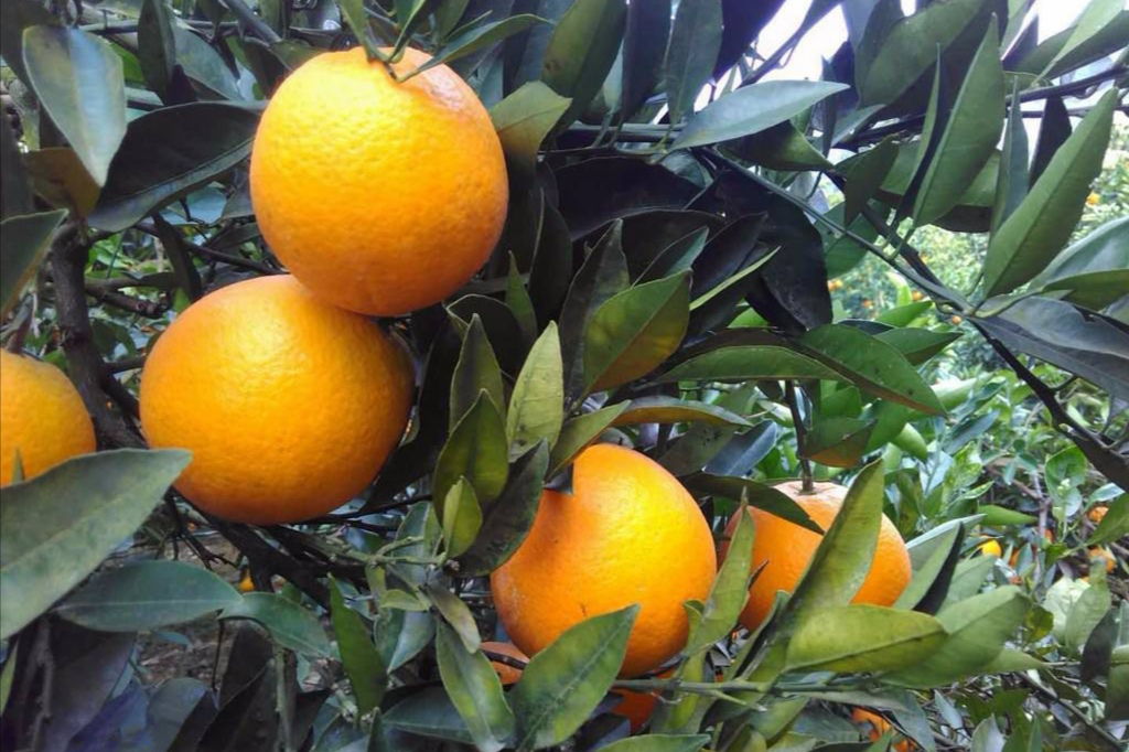 惠農網電商扶貧顯成效，新寧農產品受熱捧  