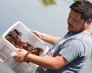 勵志！惠農網90后商家一年賣出1000萬洪湖小龍蝦