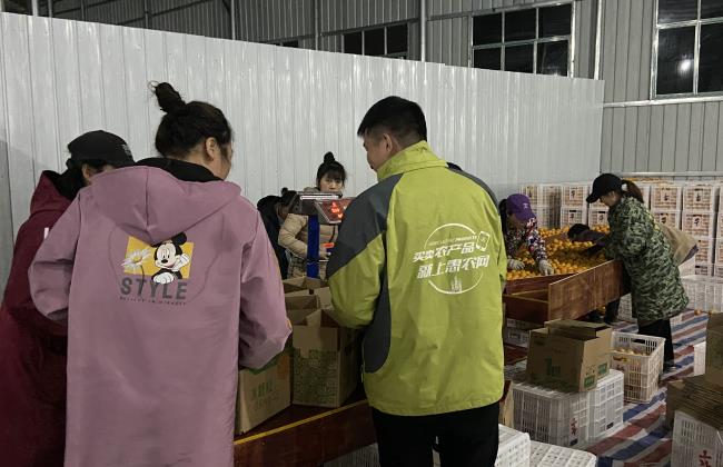 一手產地一手銷地，惠農網月銷麻陽冰糖橙1000萬斤